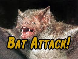 Bat image